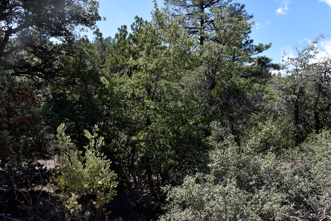 Emory Oak is found in foothills, moist canyons, riparian area and slopes. The live in a variety of plant communities including pine, western hardwoods, oak woodlands, pinyon-juniper and chaparral. Emory Oak is a dominant, co dominant or sub-dominant in all community types of the pine-oak woodlands above 4,000 feet. Quercus emoryi 